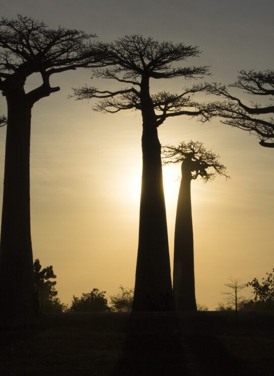 Madagascar